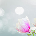 Blossoming Pink Magnolia Flowers Photograph by Anastasy Yarmolovich Blossoming Pink Magnolia Flowers Photograph by Anastasy Yarmolovich
