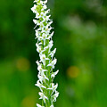 Bog Orchid #1 by Emily Caldwell