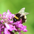 Bombus hortorum, garden bumblebee, pollinating some flower in Slovakia grassland. Photograph by Vaclav Sonnek Bombus hortorum, garden bumblebee, pollinating some flower in Slovakia grassland. Photograph by Vaclav Sonnek