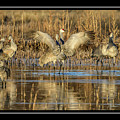 Bosque del Apache 01 #1 by Will Wagner