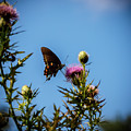 Butterfly Photograph by David Beechum Butterfly Photograph by David Beechum