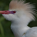 Cattle Egret Photograph by Carolyn Hutchins Cattle Egret Photograph by Carolyn Hutchins