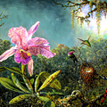 Cattleya Orchid and Three Brazilian Hummingbirds Painting by Martin Johnson Heade Cattleya Orchid and Three Brazilian Hummingbirds Painting by Martin Johnson Heade