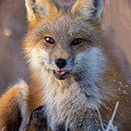Christmas Fox  #2 by Mircea Costina Photography