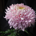 Chrysanthemum 'Seaton's Je' Dore' #1 by Ann Jacobson
