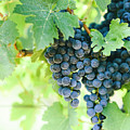 Closeup of fresh purple grape on branch in vineyard. Photograph by Jelena Jovanovic Closeup of fresh purple grape on branch in vineyard. Photograph by Jelena Jovanovic