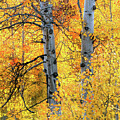Colorful Glow Aspens Idaho #1 by Leland D Howard