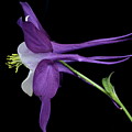 Columbine 781 Photograph by Julie Powell Columbine 781 Photograph by Julie Powell
