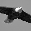 Conowingo Dam Eagle In Flight 2023 Black And White Photograph by Adam Jewell