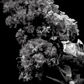 Crepe Myrtle 6 by Elaine Teague
