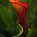 Curvey Calla #1 by Mary Jo Allen
