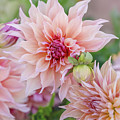 Dahlia Labyrinth 1 #1 by Jenny Rainbow