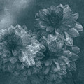 Dahlia Rawhide #1 by Ann Jacobson