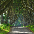Dark Hedges, County Antrim, Northern Ireland Photograph by Neale And Judith Clark Dark Hedges, County Antrim, Northern Ireland Photograph by Neale And Judith Clark