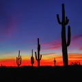 Desert Sunset Photograph by Bob Falcone Desert Sunset Photograph by Bob Falcone