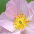 Digitally painted pink rose #1 by Sue Leonard