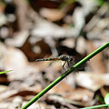 Dragon Photograph by David Armstrong Dragon Photograph by David Armstrong