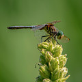 Dragon Fly Photograph by Cathy Kovarik Dragon Fly Photograph by Cathy Kovarik