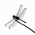 Dragon  Fly by Joe Schofield