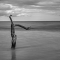 Driftwood Beach in Black and White Photograph by Carolyn Hutchins Driftwood Beach in Black and White Photograph by Carolyn Hutchins