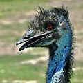 Emu Photograph by Sarah Lilja Emu Photograph by Sarah Lilja