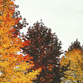 Fall Photograph by Anamar Pictures Fall Photograph by Anamar Pictures