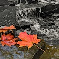 Fall Leaves Photograph by Brad Nellis Fall Leaves Photograph by Brad Nellis