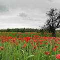 Field full of red beautiful poppy anemone flowers and a lonely dry tree. Spring time, spring landscape Cyprus. Photograph by Michalakis Ppalis Field full of red beautiful poppy anemone flowers and a lonely dry tree. Spring time, spring landscape Cyprus. Photograph by Michalakis Ppalis