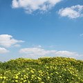 Field with yellow marguerite daisy blooming flowers against and blue cloudy sky. Spring landscape nature background Photograph by Michalakis Ppalis Field with yellow marguerite daisy blooming flowers against and blue cloudy sky. Spring landscape nature background Photograph by Michalakis Ppalis