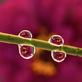 Floral refraction #1 by Martin Smith