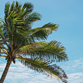 Florida Palm by George Strohl