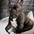 Frenchie by David Vincenzi