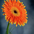 Fresh beautiful orange daisy flower blossom. Blooming flower Photograph by Michalakis Ppalis Fresh beautiful orange daisy flower blossom. Blooming flower Photograph by Michalakis Ppalis