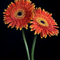 Fresh Daisy flower isolated on black background Photograph by Michalakis Ppalis Fresh Daisy flower isolated on black background Photograph by Michalakis Ppalis