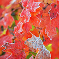 Frost and Red #1 by Leland D Howard