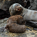 Galapagos Sea Lion, Mom and Pup 1 #1 by Frank Madia