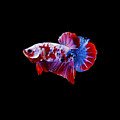 Galaxy Koi Betta Fish Photograph by Sambel Pedes Galaxy Koi Betta Fish Photograph by Sambel Pedes
