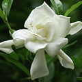 Gardenia Photograph by Heather E Harman Gardenia Photograph by Heather E Harman