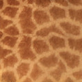 Giraffe Print Photograph by Karen Zuk Rosenblatt Giraffe Print Photograph by Karen Zuk Rosenblatt