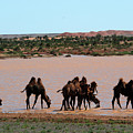 Go to Drinking Photograph by Elbegzaya Lkhagvasuren Go to Drinking Photograph by Elbegzaya Lkhagvasuren