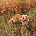 Golden Retriever In Tall Grass Photograph by Karen Rispin Golden Retriever In Tall Grass Photograph by Karen Rispin