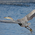 Great Blue Heron is onward and upward. #1 by Allan Levin