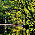 Happy Place Photograph by Susie Loechler Happy Place Photograph by Susie Loechler