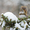Harsh Winter  #1 by Mircea Costina Photography