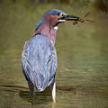 Wetland Hunter by Art Cole