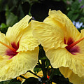Hibiscus Pair #1 by Charlie Osborn