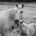 Hugging momma Photograph by Jamie Tyler Hugging momma Photograph by Jamie Tyler