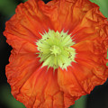 Iceland Poppy Photograph by Tammy Pool Iceland Poppy Photograph by Tammy Pool