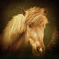 Icelandic Horse #1 by Maggy Pease