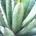 In the Desert 5 #1 by Julie Palencia
